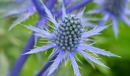 عرق بوقناق + عرق بوقناق را چه موقع بخوریم