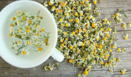 معجزه چای بابونه برای دیابتی ها 