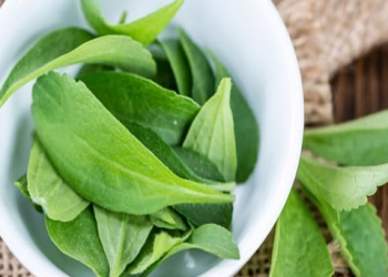 استویا چیست؟ آیا گیاه استویا برای جایگزینی قند و شکر مناسب است؟