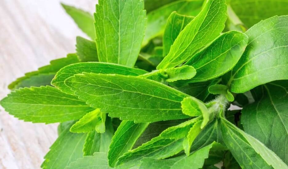 برگ استویا چیست